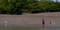 Prawn seed collection in Sunderban